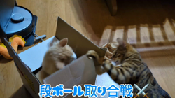 柴田兼司ブリーダーからお迎えしたベンガル：ロゼくん