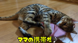 柴田兼司ブリーダーからお迎えしたベンガル：ロゼくん