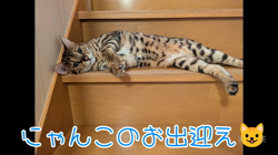 柴田兼司ブリーダーからお迎えしたベンガル：ロゼくん