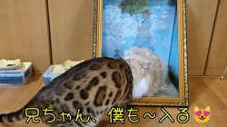 柴田兼司ブリーダーからお迎えしたベンガル：ロゼくん