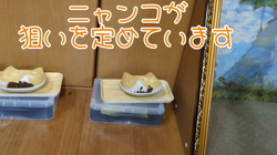 赤石加奈子ブリーダーからお迎えしたラガマフィン：マフィンくん
