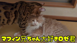 柴田兼司ブリーダーからお迎えしたベンガル：ロゼくん