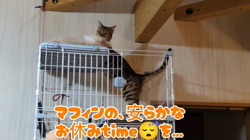 柴田兼司ブリーダーからお迎えしたベンガル：ロゼくん