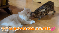 赤石加奈子ブリーダーからお迎えしたラガマフィン：マフィンくん