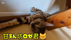 柴田兼司ブリーダーからお迎えしたベンガル：ロゼくん