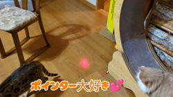 赤石加奈子ブリーダーからお迎えしたラガマフィン：マフィンくん