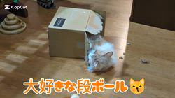 赤石加奈子ブリーダーからお迎えしたラガマフィン：マフィンくん