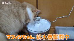 赤石加奈子ブリーダーからお迎えしたラガマフィン：マフィンくん