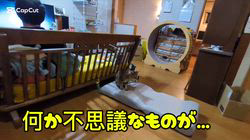 柴田兼司ブリーダーからお迎えしたベンガル：ロゼくん