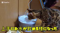 柴田兼司ブリーダーからお迎えしたベンガル：ロゼくん