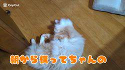 赤石加奈子ブリーダーからお迎えしたラガマフィン：マフィンくん