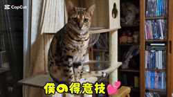 柴田兼司ブリーダーからお迎えしたベンガル：ロゼくん