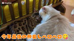 赤石加奈子ブリーダーからお迎えしたラガマフィン：マフィンくん