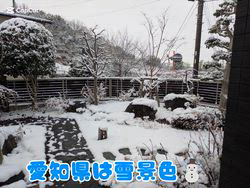 赤石加奈子ブリーダーからお迎えしたラガマフィン：マフィンくん