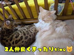 柴田兼司ブリーダーからお迎えしたベンガル：ロゼくん