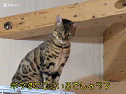 柴田兼司ブリーダーからお迎えしたベンガル：ロゼくん