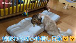 赤石加奈子ブリーダーからお迎えしたラガマフィン：マフィンくん