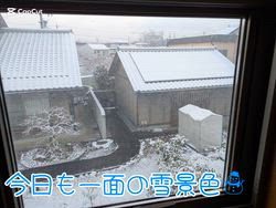 赤石加奈子ブリーダーからお迎えしたラガマフィン：マフィンくん