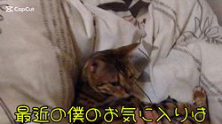 柴田兼司ブリーダーからお迎えしたベンガル：ロゼくん