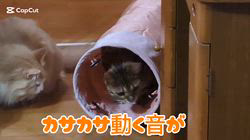 赤石加奈子ブリーダーからお迎えしたラガマフィン：マフィンくん