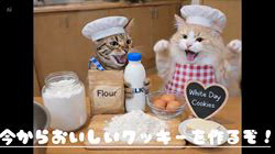 赤石加奈子ブリーダーからお迎えしたラガマフィン：マフィンくん