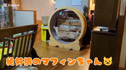 赤石加奈子ブリーダーからお迎えしたラガマフィン：マフィンくん