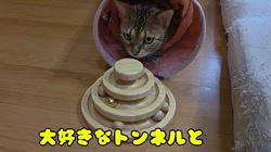 柴田兼司ブリーダーからお迎えしたベンガル：ロゼくん