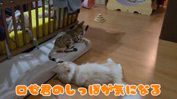 赤石加奈子ブリーダーからお迎えしたラガマフィン：マフィンくん