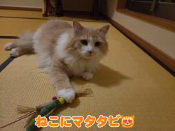 赤石加奈子ブリーダーからお迎えしたラガマフィン：マフィンくん