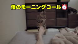 柴田兼司ブリーダーからお迎えしたベンガル：ロゼくん