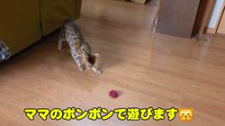 柴田兼司ブリーダーからお迎えしたベンガル：ロゼくん