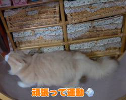 赤石加奈子ブリーダーからお迎えしたラガマフィン：マフィンくん