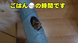 柴田兼司ブリーダーからお迎えしたベンガル：ロゼくん