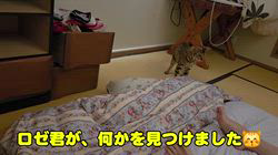 柴田兼司ブリーダーからお迎えしたベンガル：ロゼくん