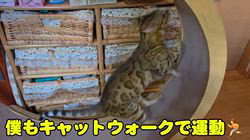 柴田兼司ブリーダーからお迎えしたベンガル：ロゼくん