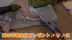 赤石加奈子ブリーダーからお迎えしたラガマフィン：マフィンくん