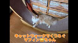 赤石加奈子ブリーダーからお迎えしたラガマフィン：マフィンくん