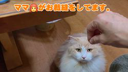 赤石加奈子ブリーダーからお迎えしたラガマフィン：マフィンくん
