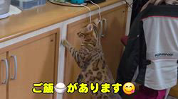 柴田兼司ブリーダーからお迎えしたベンガル：ロゼくん