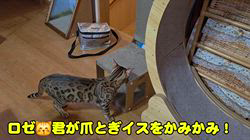柴田兼司ブリーダーからお迎えしたベンガル：ロゼくん