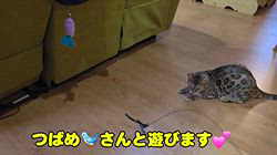 柴田兼司ブリーダーからお迎えしたベンガル：ロゼくん