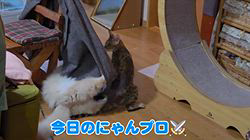 柴田兼司ブリーダーからお迎えしたベンガル：ロゼくん