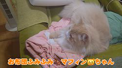 赤石加奈子ブリーダーからお迎えしたラガマフィン：マフィンくん
