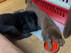 片田喜世一ブリーダーからお迎えしたフラットコーテッドレトリバー：えるくん