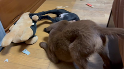 片田喜世一ブリーダーからお迎えしたフラットコーテッドレトリバー：えるくん
