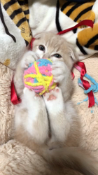 村井令枝ブリーダーからお迎えしたスコティッシュフォールド：空河くん