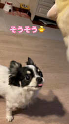 中村秀敏ブリーダーからお迎えしたチワワ(ロング)：らんちゃん