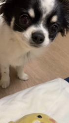 中村秀敏ブリーダーからお迎えしたチワワ(ロング)：らんちゃん