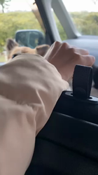 中村秀敏ブリーダーからお迎えしたチワワ(ロング)：らんちゃん