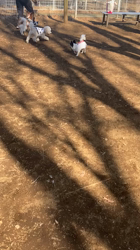 中村秀敏ブリーダーからお迎えしたチワワ(ロング)：らんちゃん